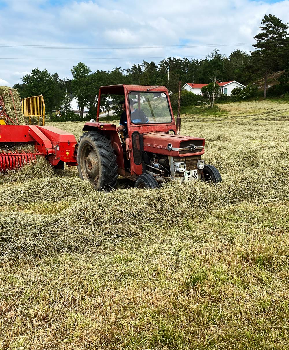 En Massey Ferguson 135 i arbejde på en mark.