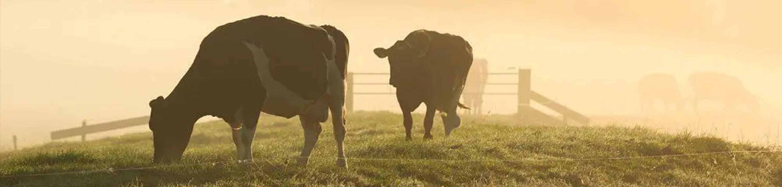 agrovisjon