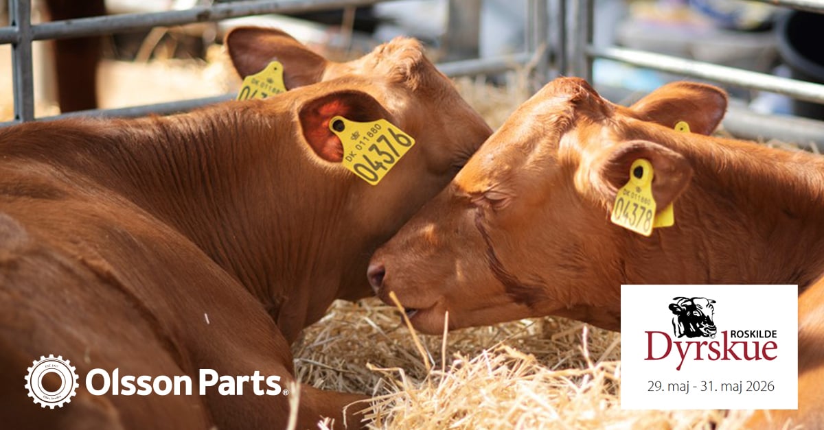 Bild på två kor som en mässbild för roskilde 2026